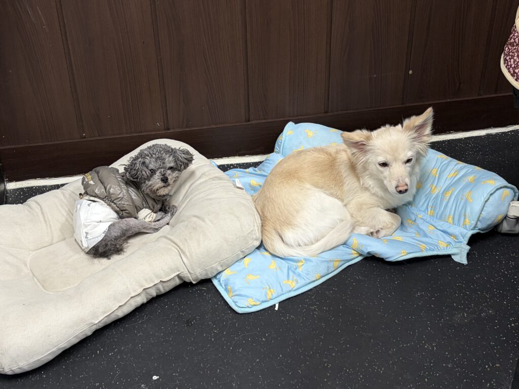 이불 차지한 소울메이트와 기지개 우유 오늘 센터 이야기