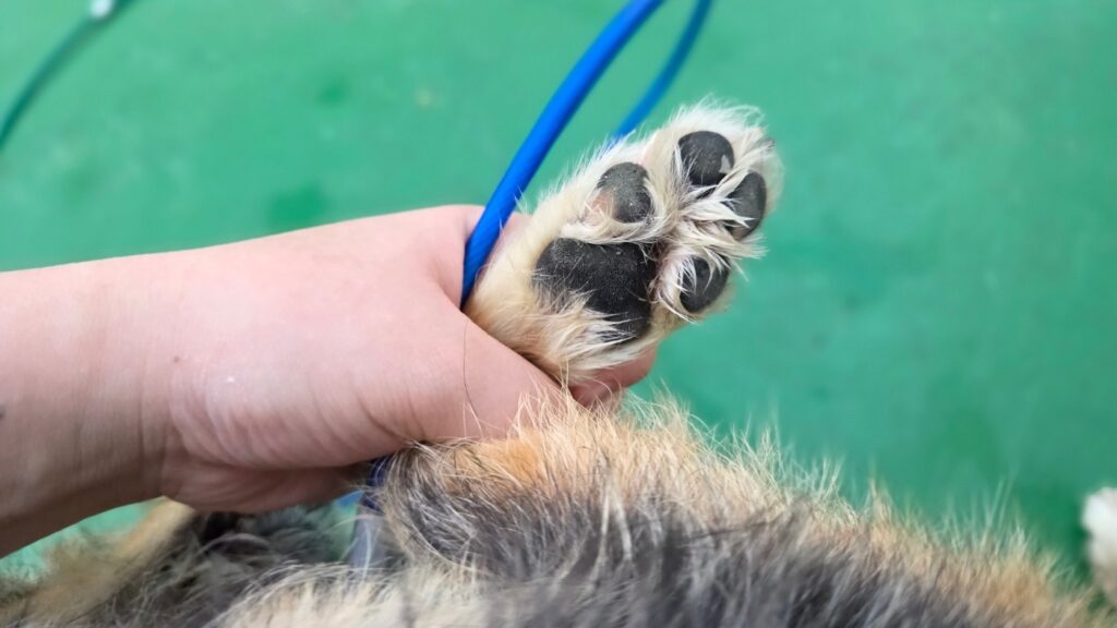 이 발바닥은 누구의 발바닥일까요? 🐾