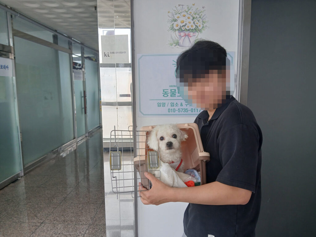 비숑 거니, 편안한 일상 속에서 잘 지내고 있어요