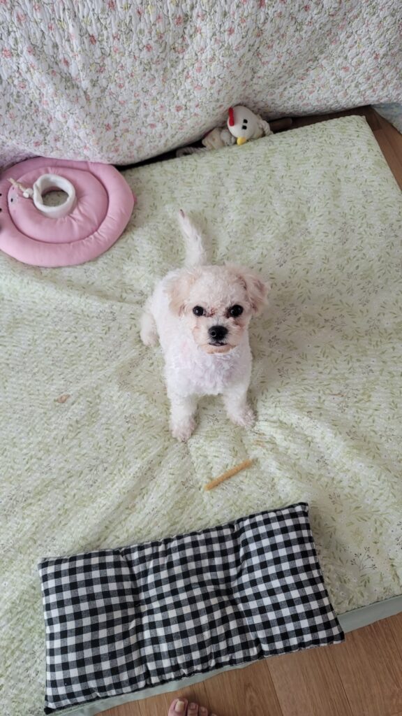 비숑 미니, 조용히 자기 자리를 찾아가고 있어요