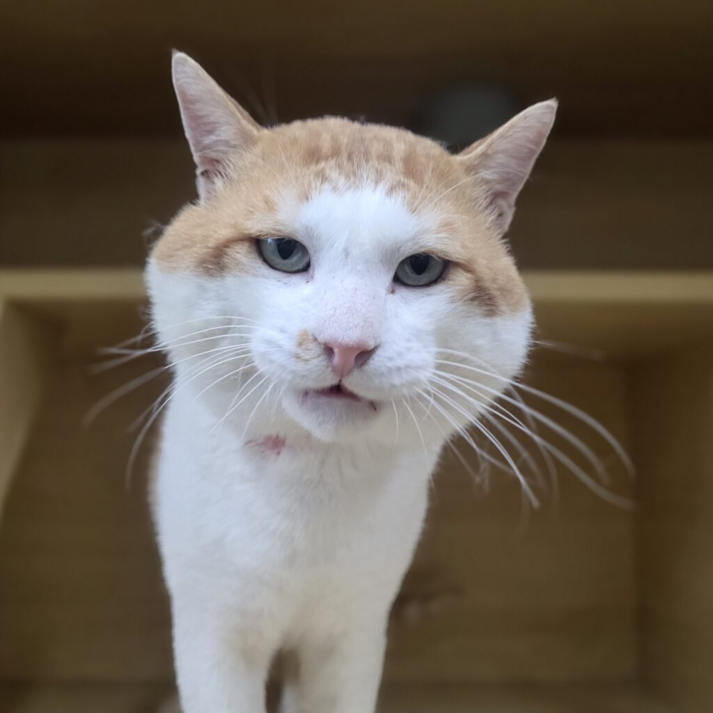 코숏 노랭이의 가족을 찾습니다 🐾