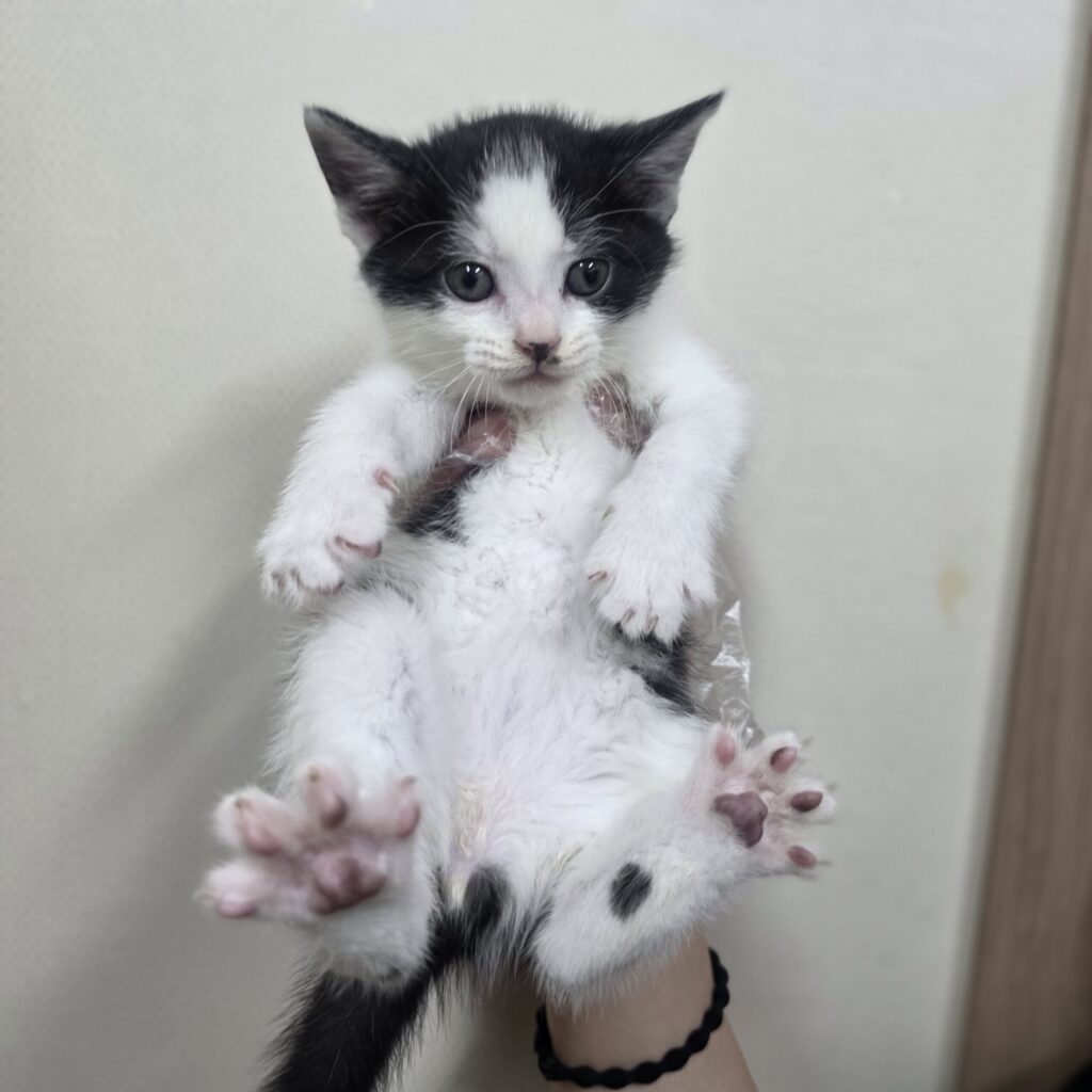 1개월 설이의 새로운 가족을 기다립니다 🐾