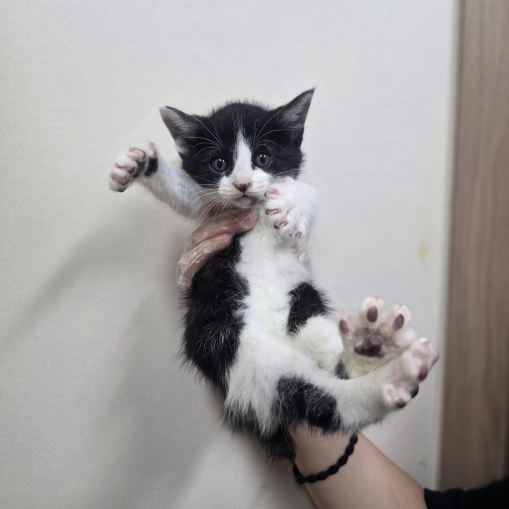 1개월 설포의 새로운 가족을 기다립니다 🐾