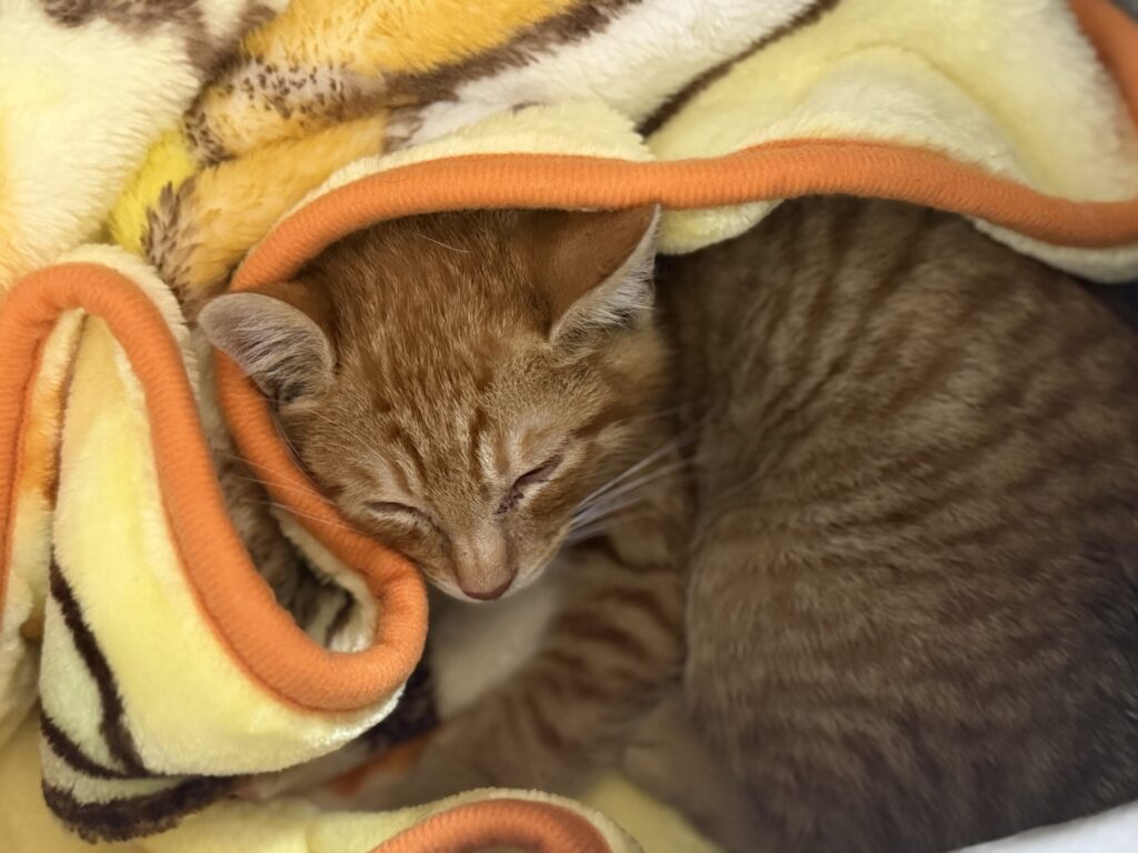 3개월 추정 수원이의 새로운 가족을 기다립니다 🐾