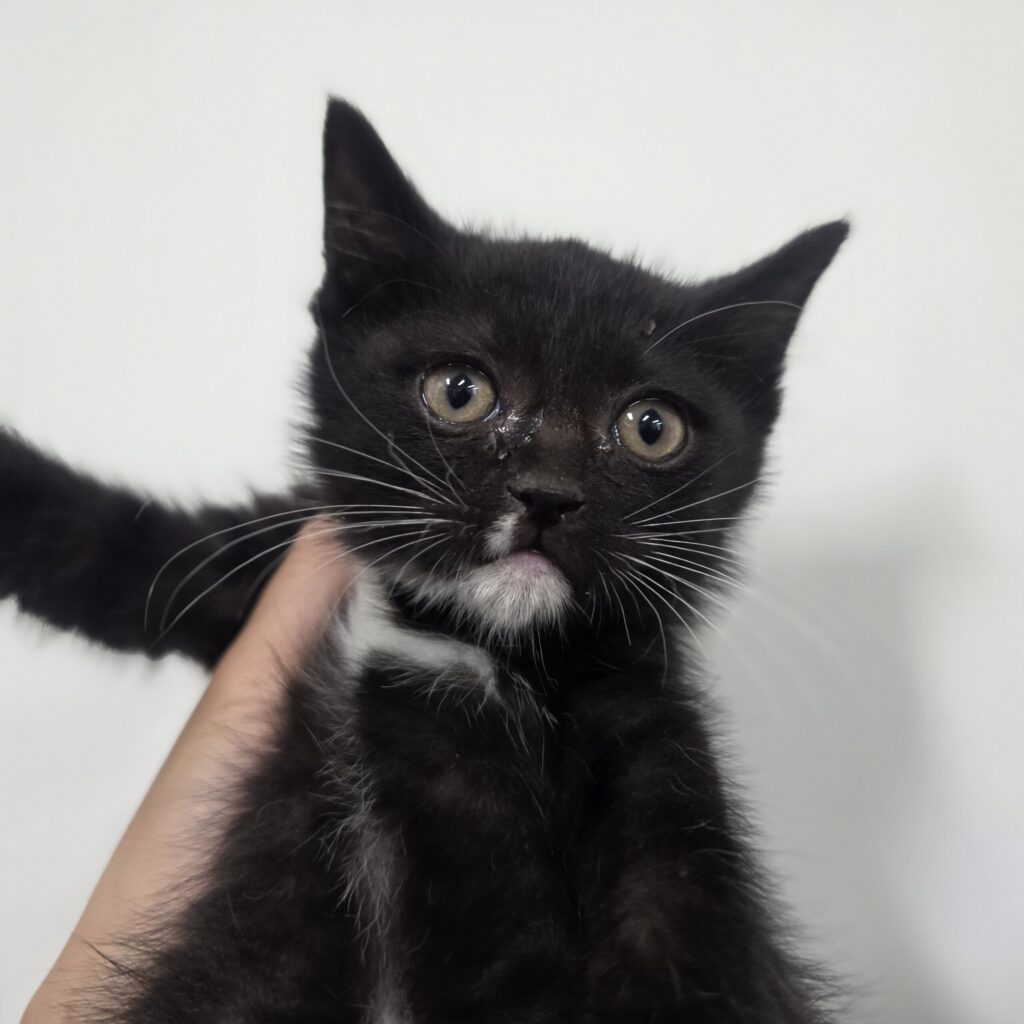 작은 아가의 따뜻한 가족을 기다립니다 🐾