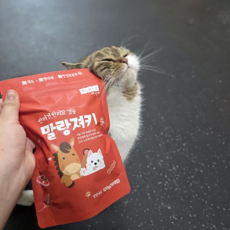 말고기 져키 봉지만 들어도 모이는 고양이들 간식 일상