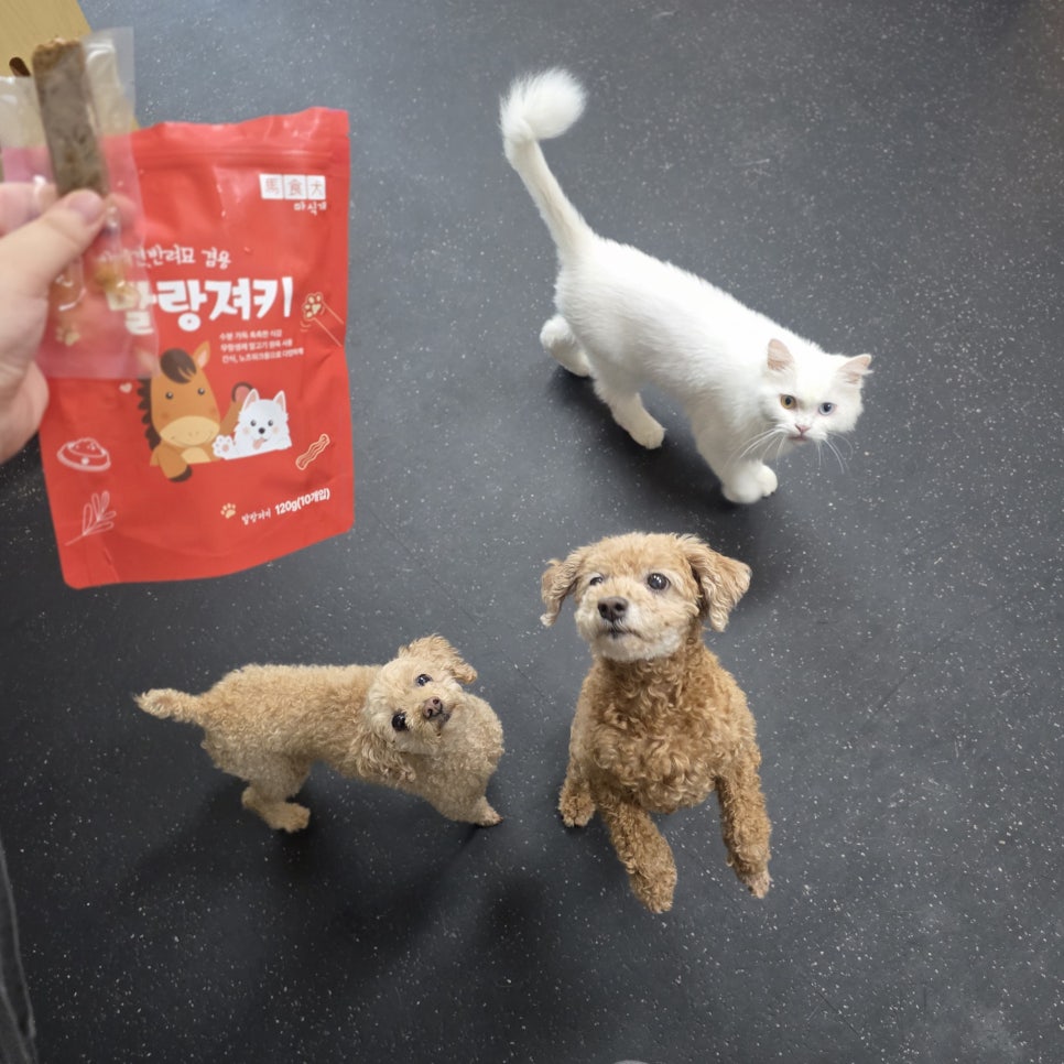 간식 봉지만 들어도 모이는 아이들, 강아지편
