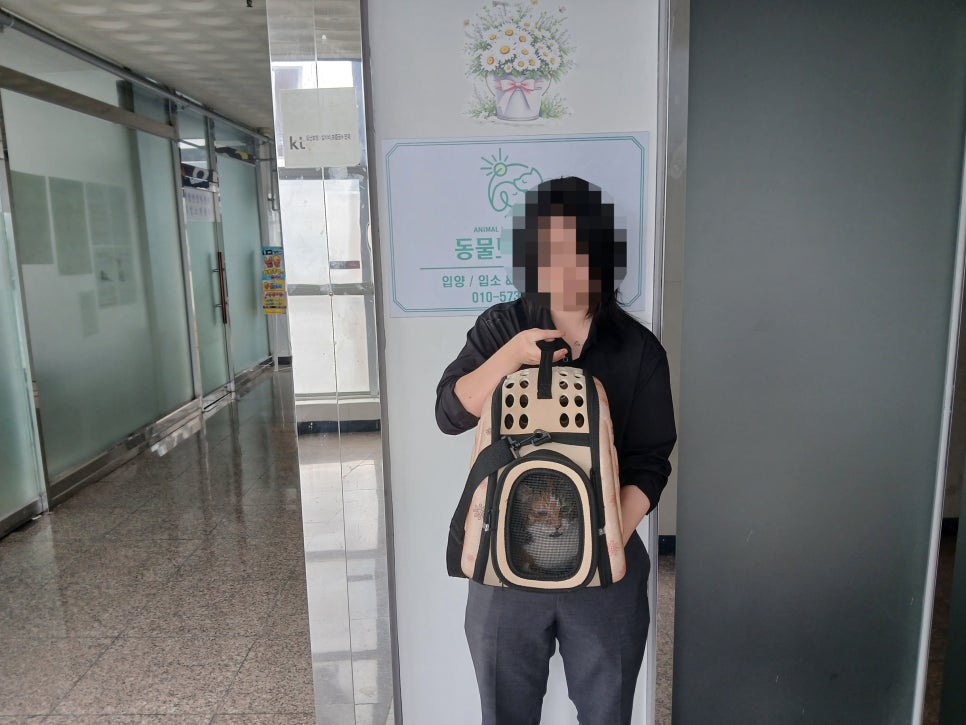 말도 많고 사랑도 많았던 코숏 콜라의 입양 후기