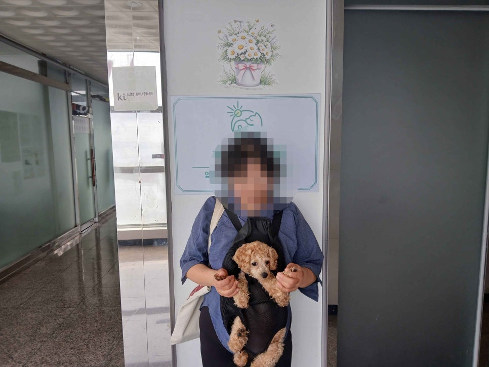 깨발랄한 사랑둥이, 아기 푸들 가을이의 입양 후기