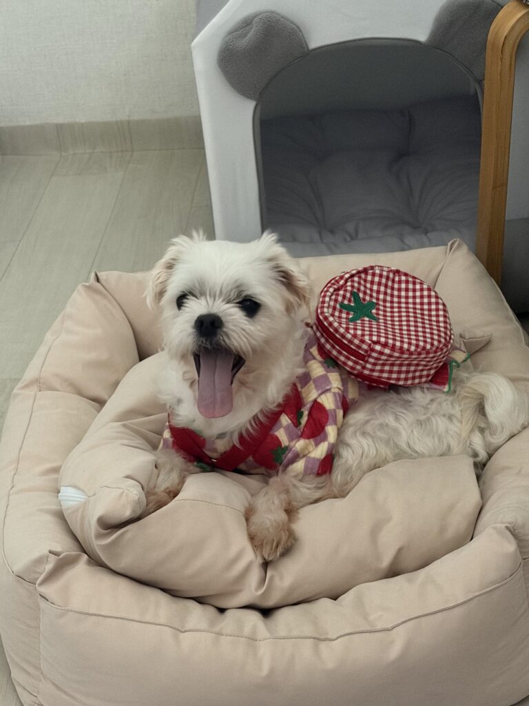 착하고 순했던 말티즈 해피의 행복한 입양후기 🤍