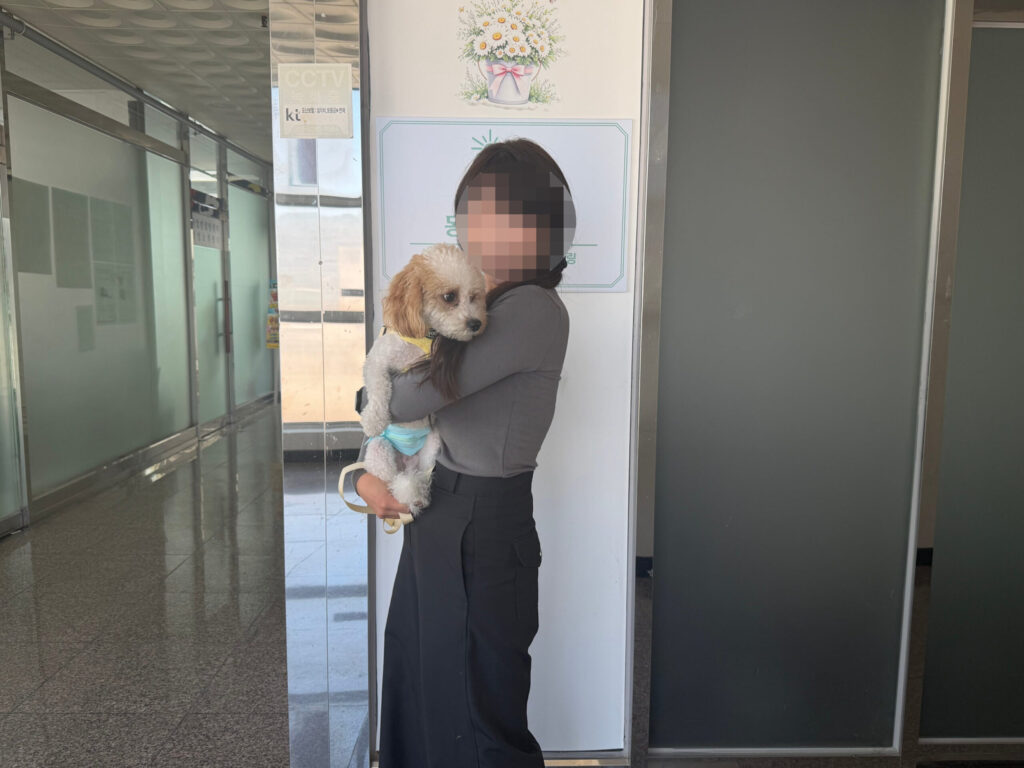 귀엽고 발랄했던 골든두들 밤비의 행복한 입양후기 🤎